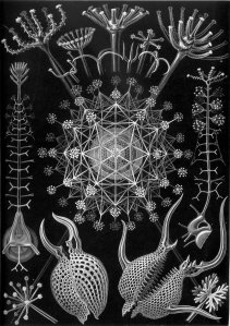 In the second half of the nineteenth century, it was thought that there was an underlying order to the universe which could be unlocked through mathematics and scientific enquiry. The entire surface of the planet had been mapped and its contents were now being duly itemized, classified and catalogued. Above is an illustration from 'Kunstformen der Natur' (Art Forms of Nature) by Ernst Heinrich Haeckel (1834 –1919) a scientist and follower of Darwin, who discovered, described and named thousands of new species, and also created a grand genealogical tree relating all life forms to one another.  